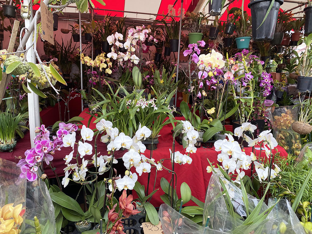 Tet Festival Orchids