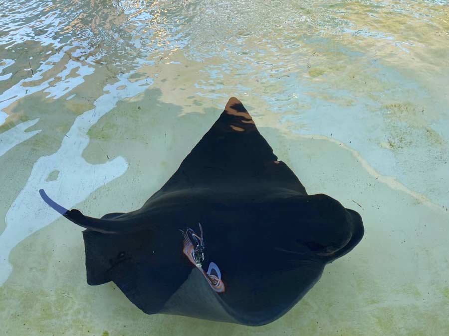 bat rays Seaworld San Diego