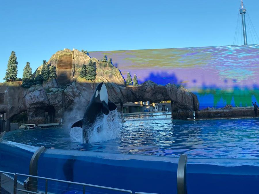 Seaworld orca performance