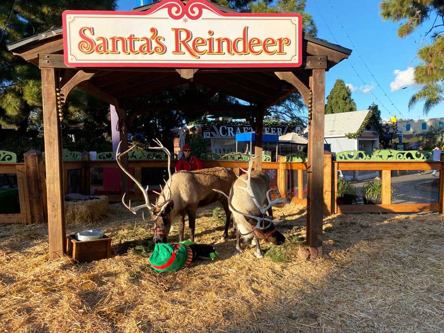 Santa's reindeer grazing