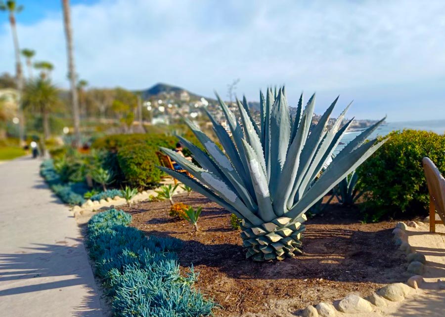 Treasure Island Beach view