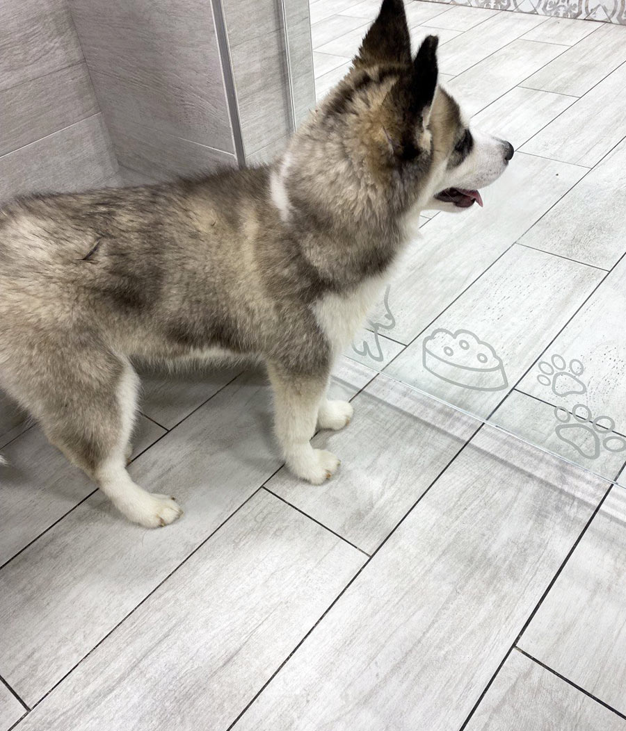 Alaskan Klee Kai Puppy