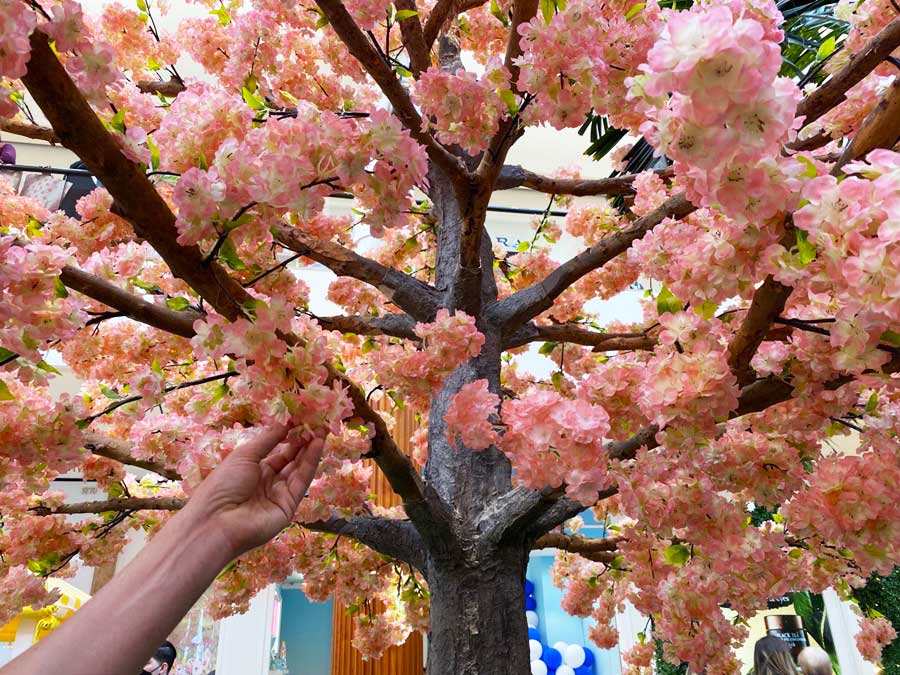 cherry trees in blossom