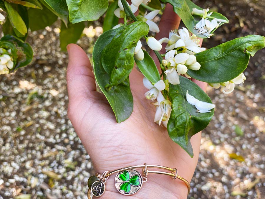 Citrus Trees in Bloom