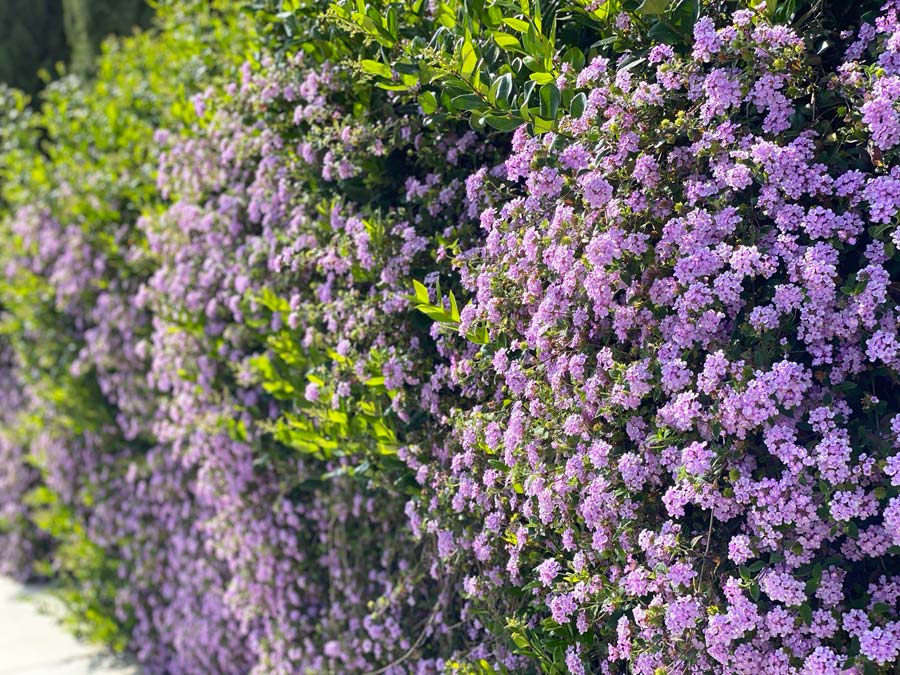 blooming trees