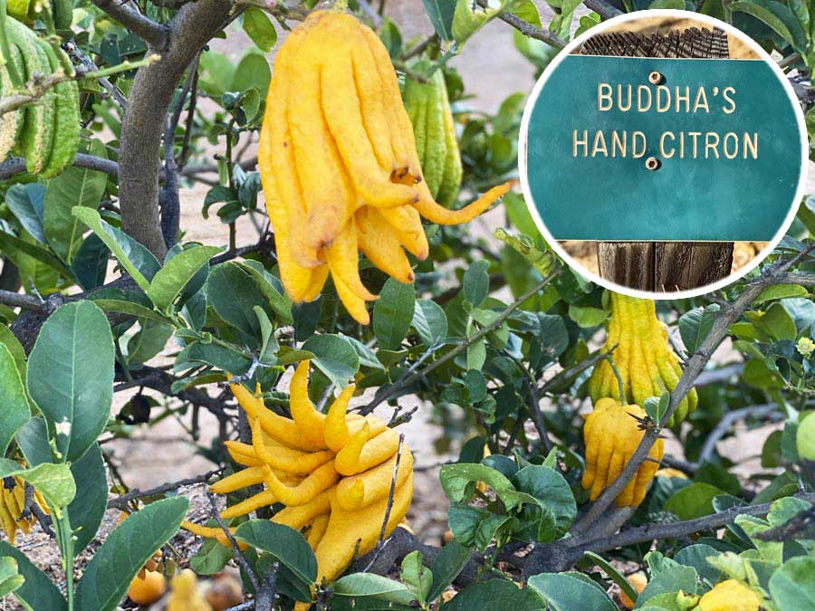 Buddha's Hand Citron