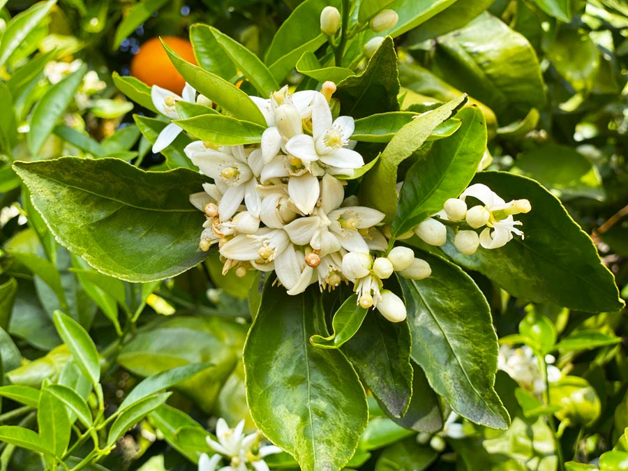 Citrus trees in bloom 