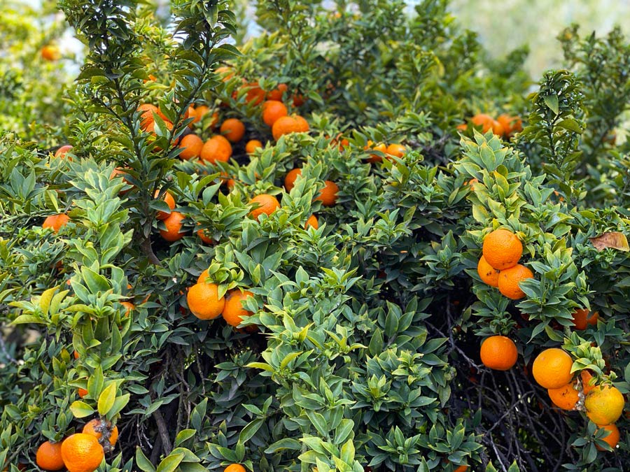 Citrus Tree