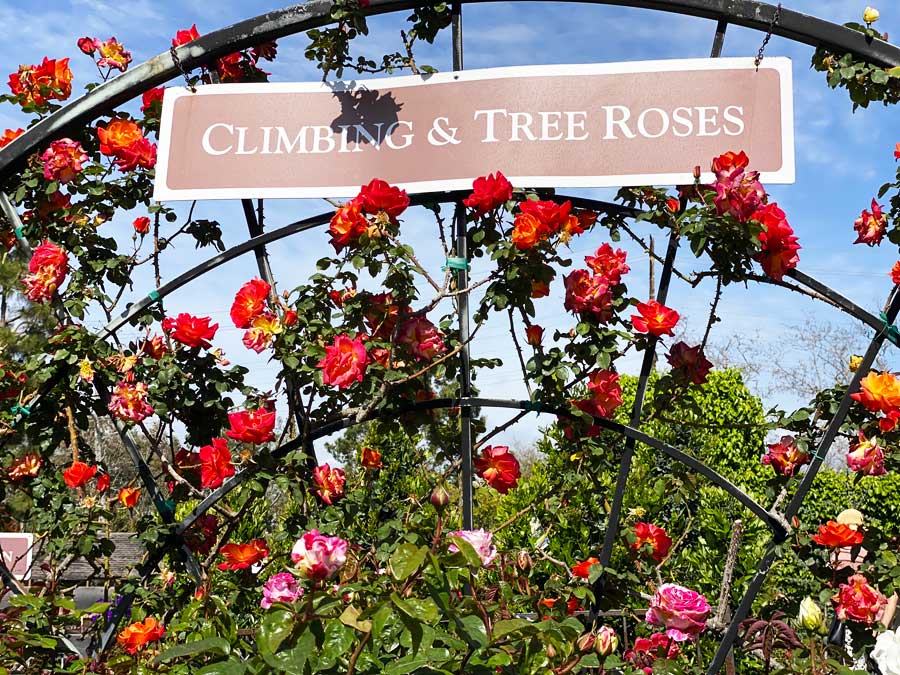 Roger's Gardens Tree Roses