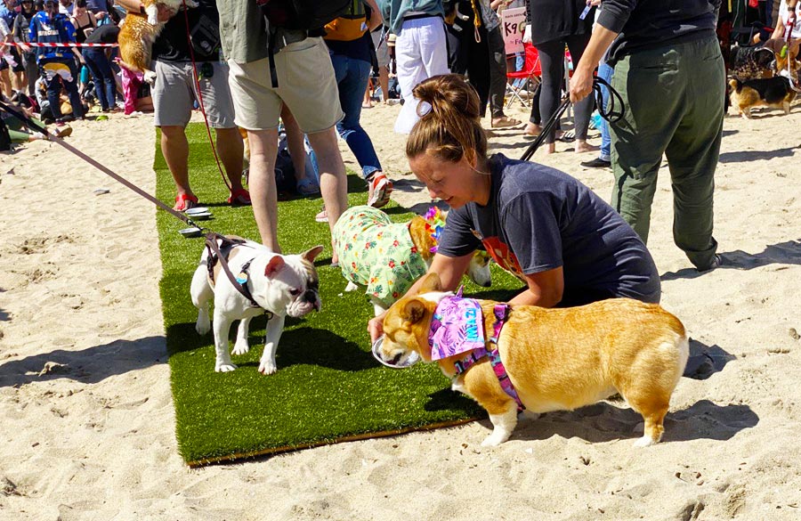 corgi contests