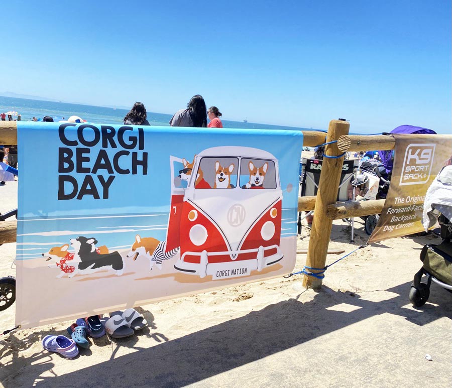 Corgi Beach Day