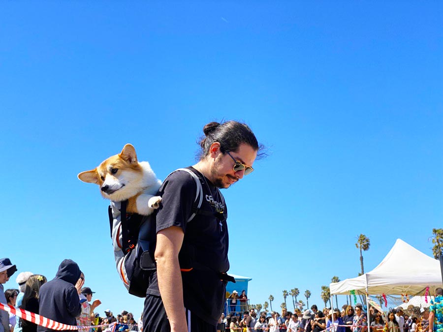 Corgi Beach Day Festival