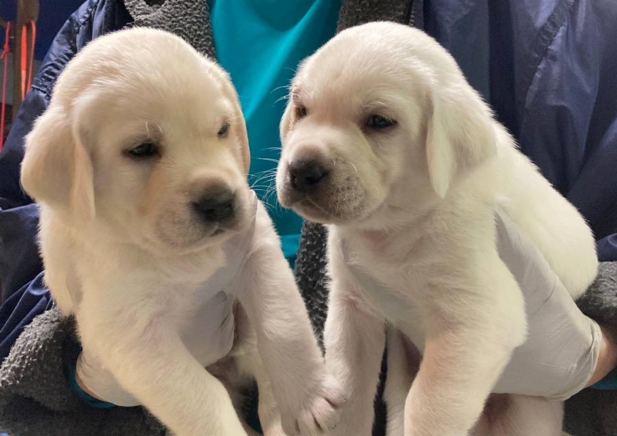 Labrador Puppies