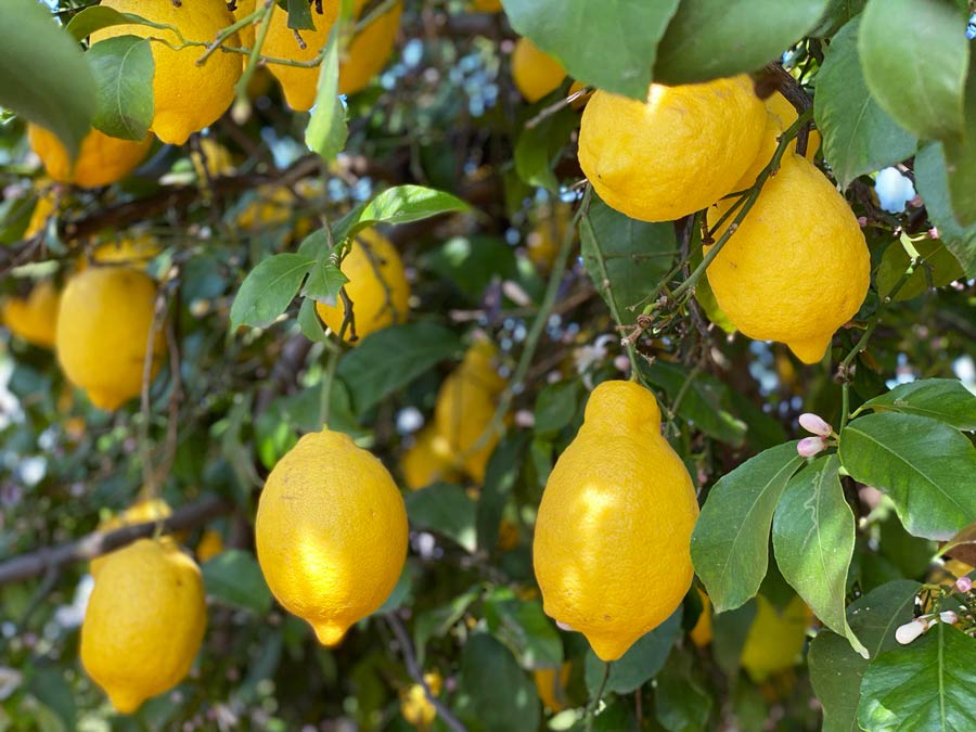 Lemon Tree