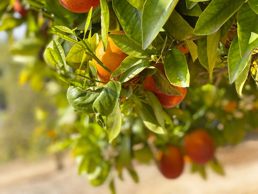 Citrus Festival in Riverside County