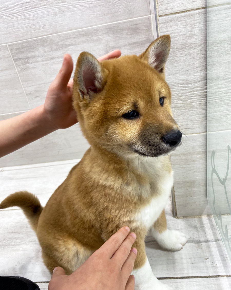 Redhead Shiba Inu Puppy