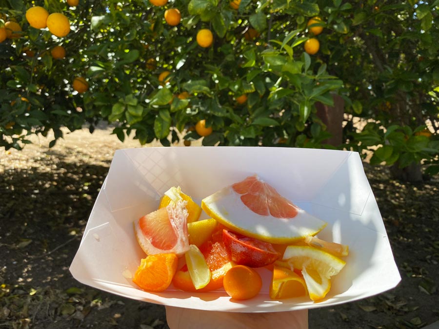 Variety of Fruits for Tasting