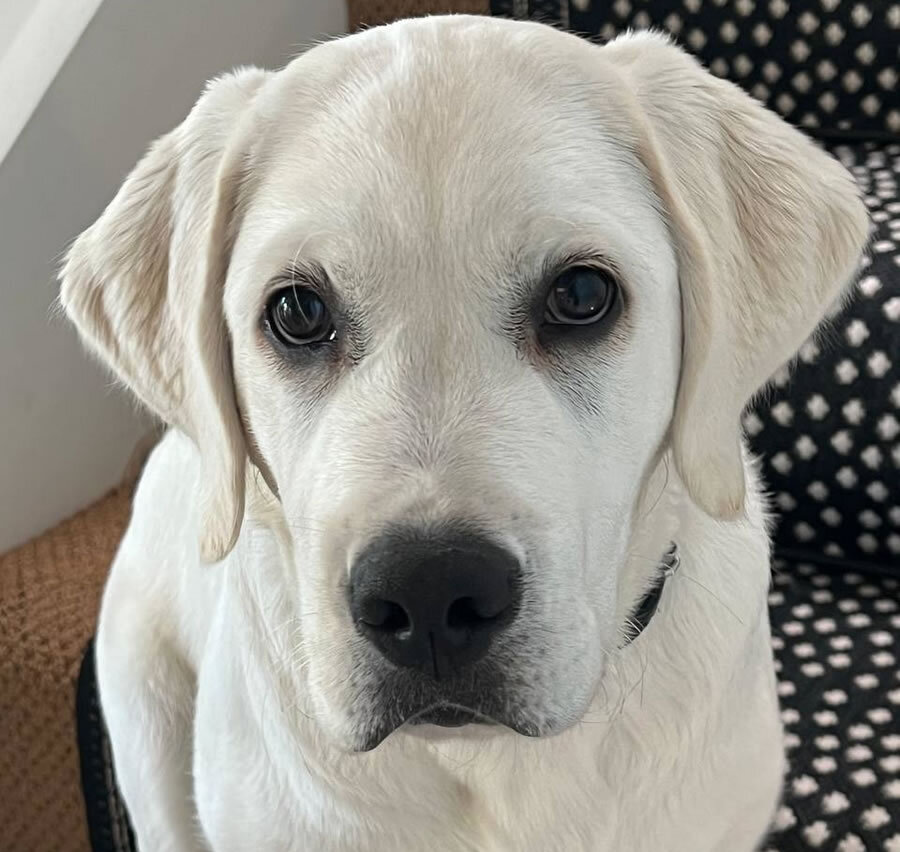 White Labrador