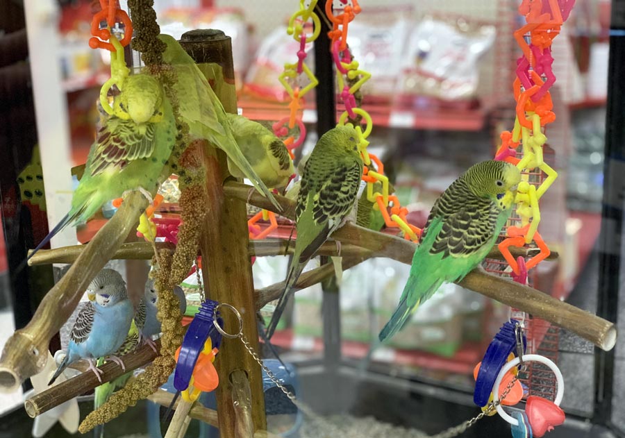 Budgerigars in a Cage