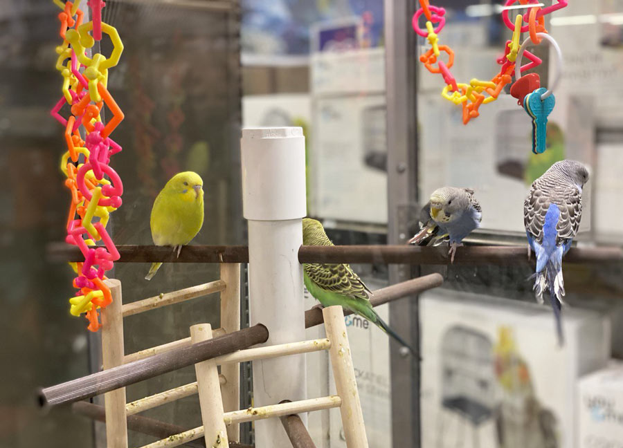 Budgerigars on-a Perch