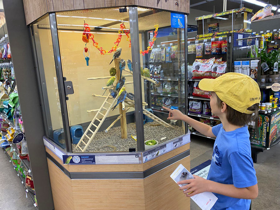 Budgies in Petco Store