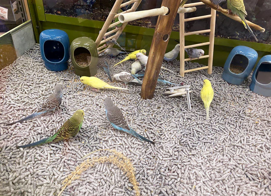 Budgies Walk Around the Cage