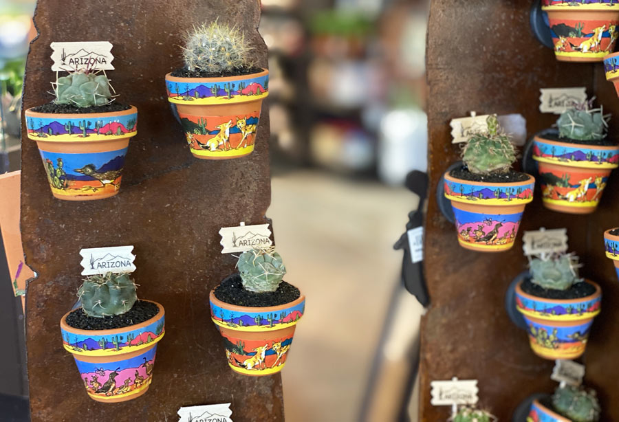 Cacti in a Painted Pot