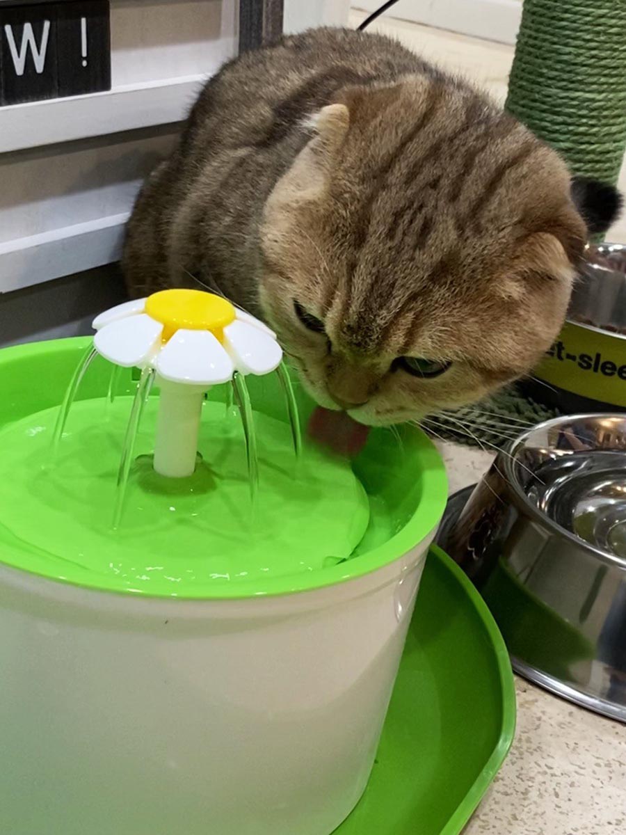 Flower Cat Fountain