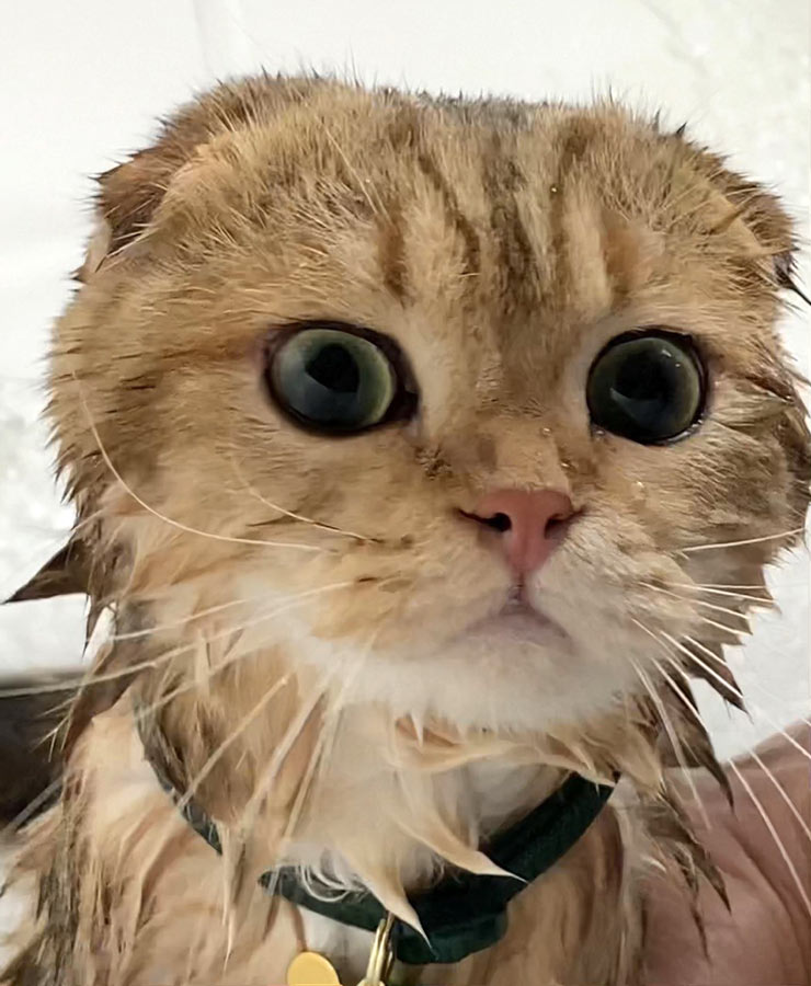 Cat Oliver After Bath