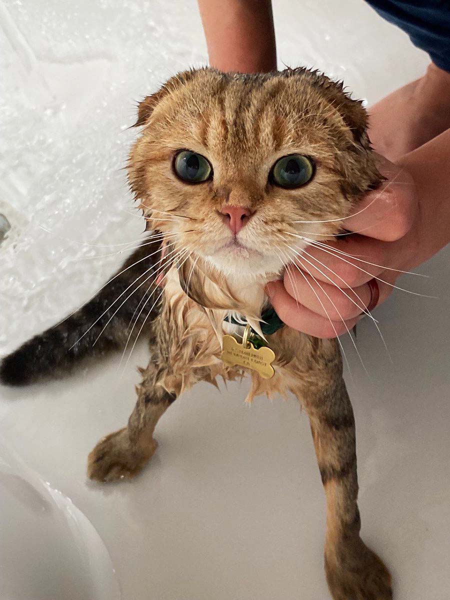 Cat Oliver making bath