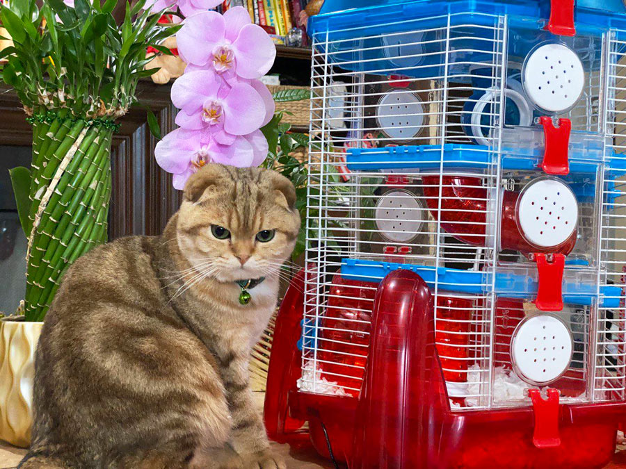 Cat Oscar Near Cage of Hamster