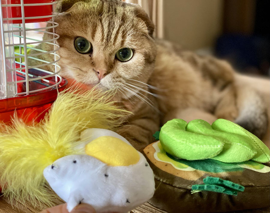 Cat Oscar with Toys From Chewy