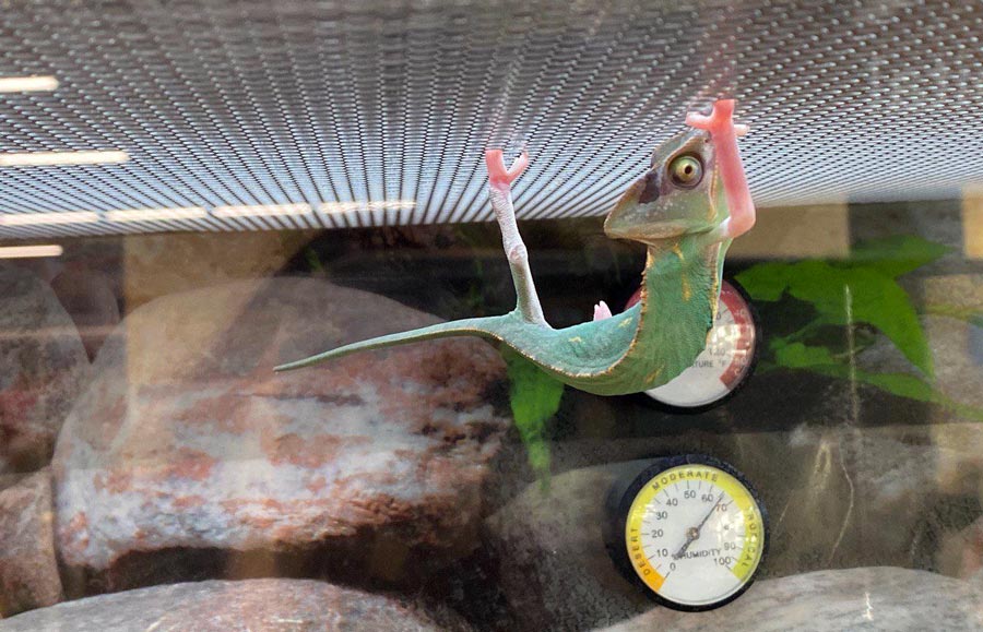 Chameleon in a Terrarium