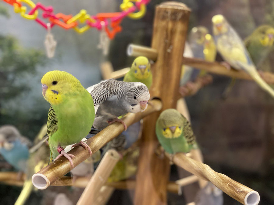 Parrot Supplies: What You Need to Buy for Your Pet Parrot