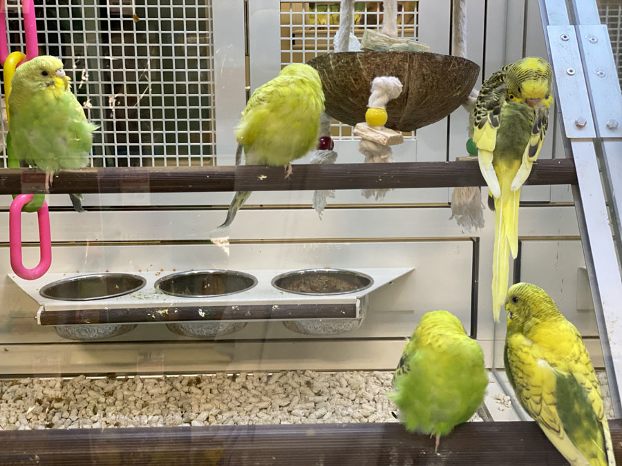 Food and Water Dishes for Budgies