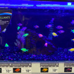 GloFish Aquarium Fish