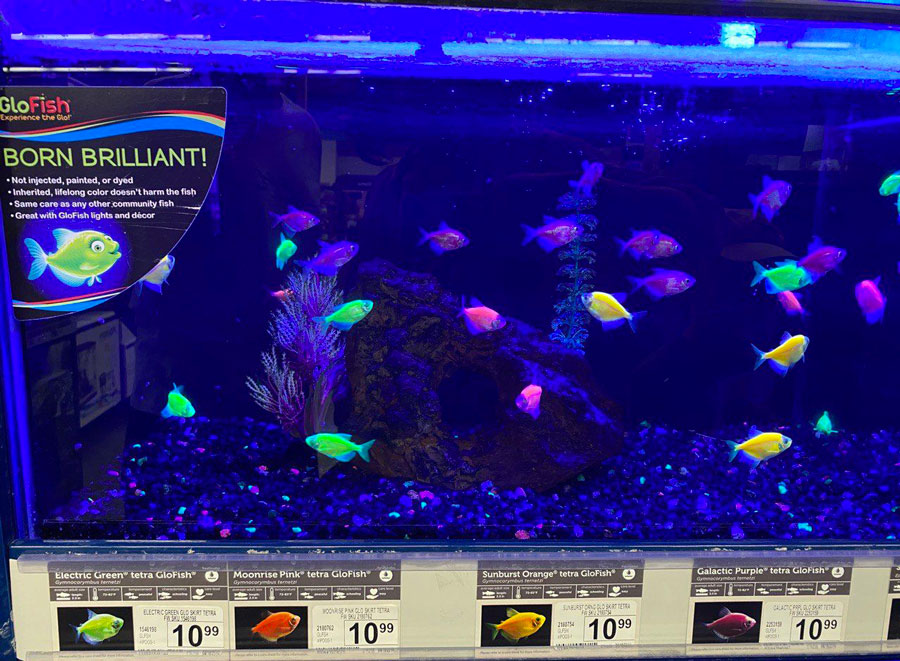 Care Guide for GloFish – Fluorescent Fish for Freshwater Aquariums