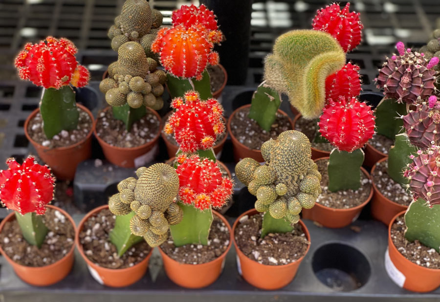 Grafted Red Cactus Plants at Desert Botanical Gardens Gift Shop