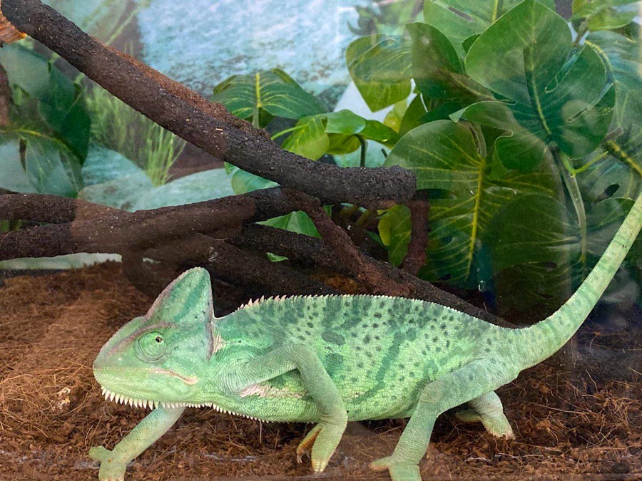 Green Chameleon - Veiled Chameleon