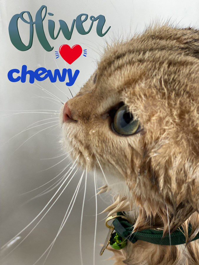 Happy and Healthy cat Oliver loves Chewy