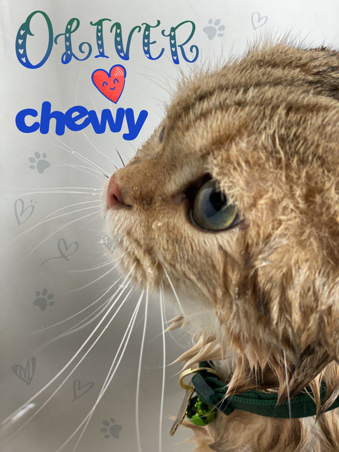 Cat Oliver Loves Chewy
