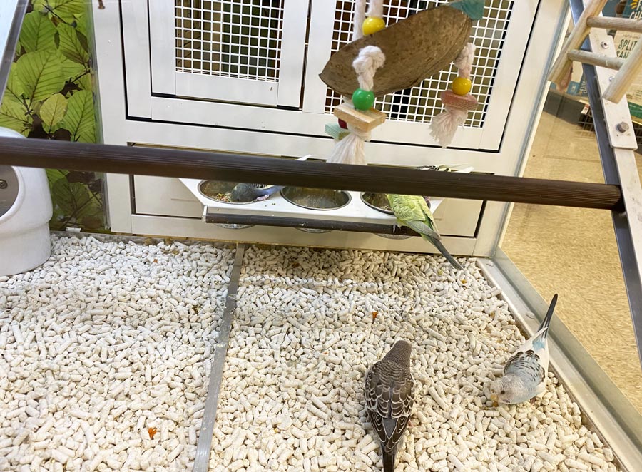 Parrots Explore The Cage