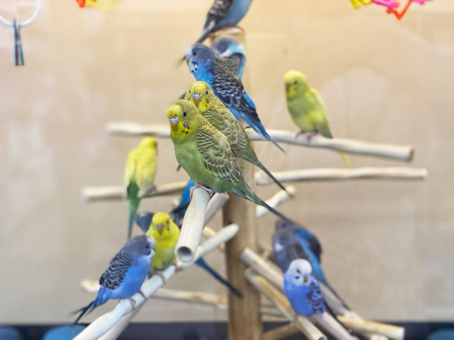 Petco parrots to buy