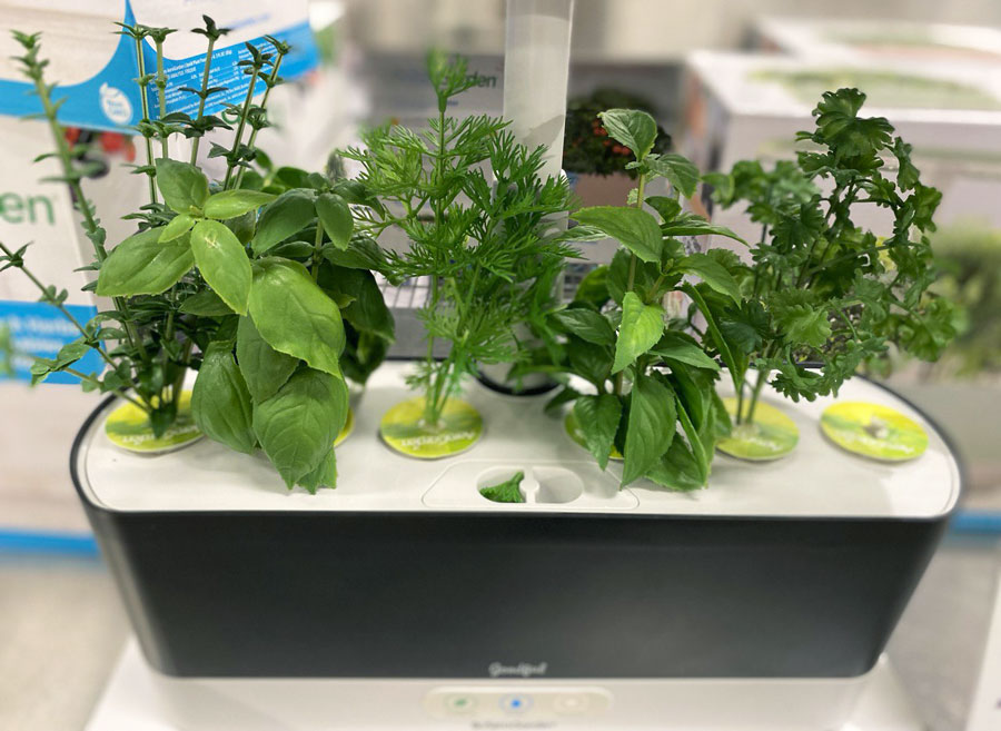 Plants and Herbs Grown in AeroGarden