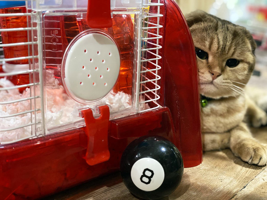 Scottish Fold Cat Near Hamster Cage