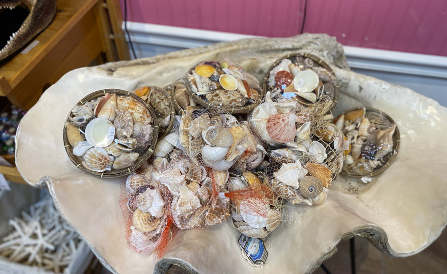 Sea Shells Sets for DIY Decoration & Crafts