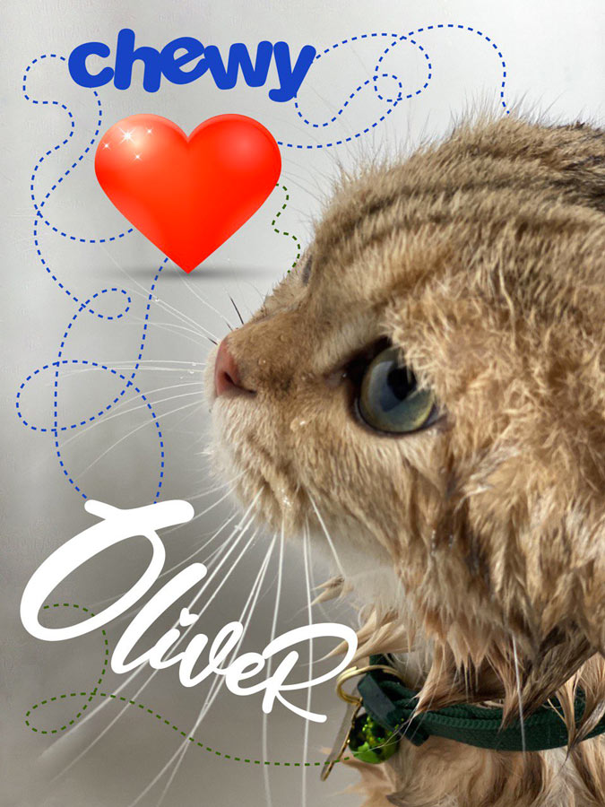 Cat Oliver Love Chewy