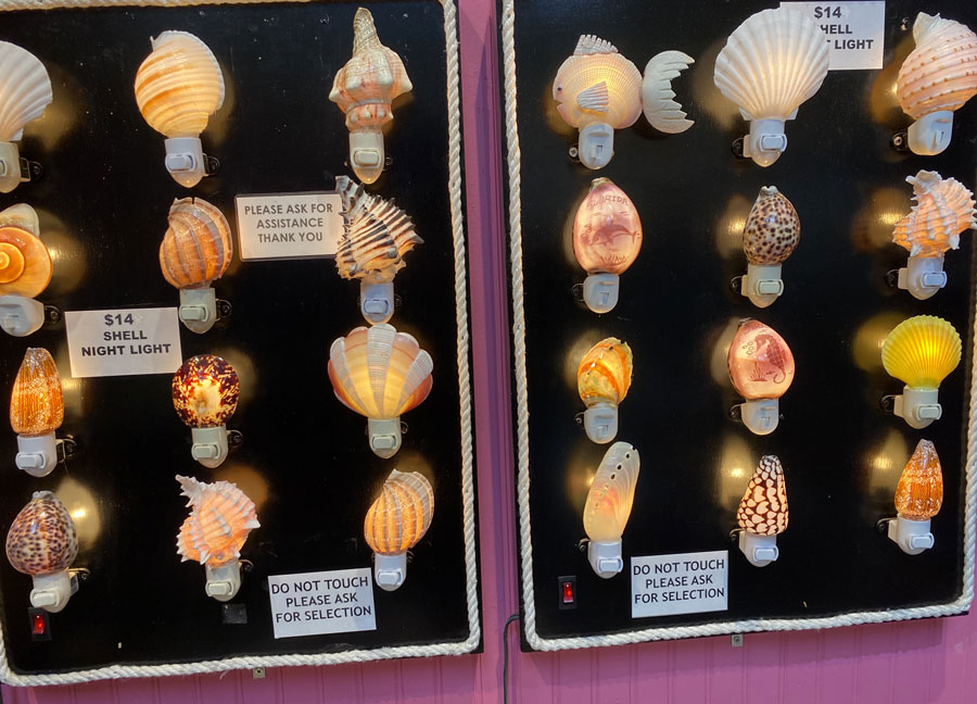 Shell Night Lights