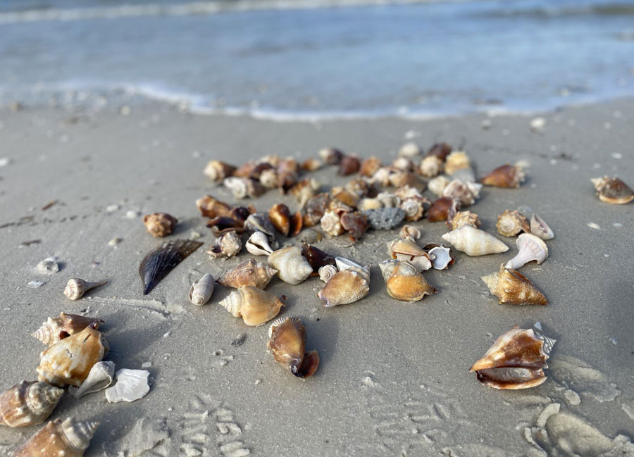 Shells Found in The Marco Island Area Near Naples