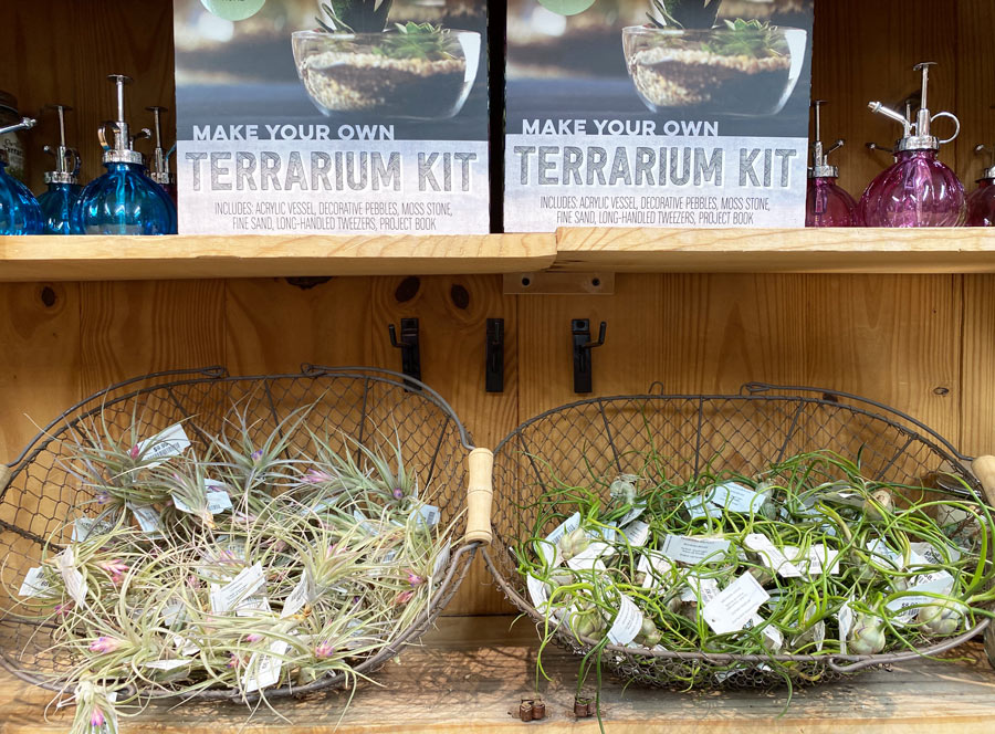 Terrarium Kit From Desert Botanical Gardens